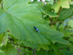 Chloromyia