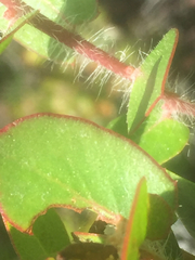 Arctostaphylos purissima