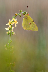 Colias myrmidone
