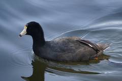 Fulica americana