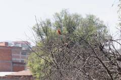 Pyrocephalus rubinus