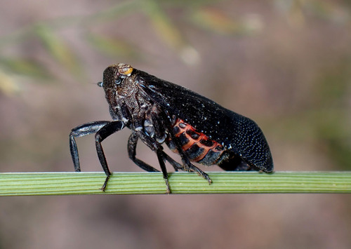 Orange-tailed speckled lanternfly
