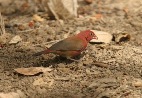 Red-billed Firefinch