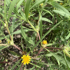 Geigeria burkei