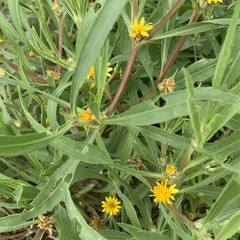 Geigeria burkei