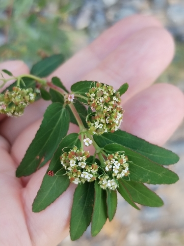 graceful spurge