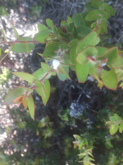 Arctostaphylos purissima