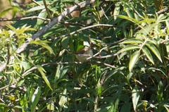 Cistothorus palustris