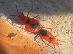 Probergrothius sanguinolens