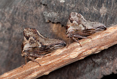 Telamona ampelopsidis
