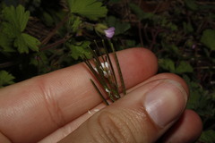 Cardamine hirsuta