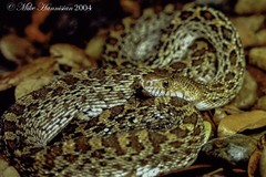 Pituophis catenifer
