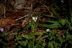 Cardamine hirsuta