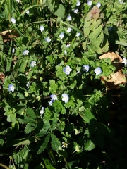 Veronica persica