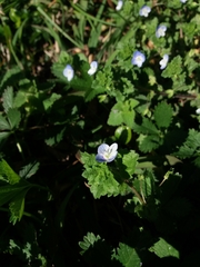 Veronica persica