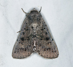 Pandesma submurina