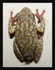 Hyperolius marginatus