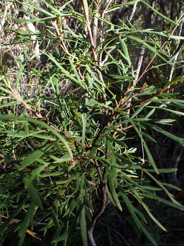 Lomatia tinctoria, photograph 4