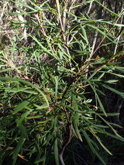 author not stated, no rights reserved Lomatia tinctoria, photograph author not stated, no rights reserved