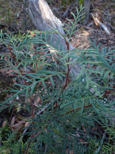 Lomatia tinctoria, photograph 6
