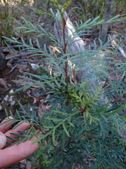 author not stated, no rights reserved Lomatia tinctoria, photograph author not stated, no rights reserved