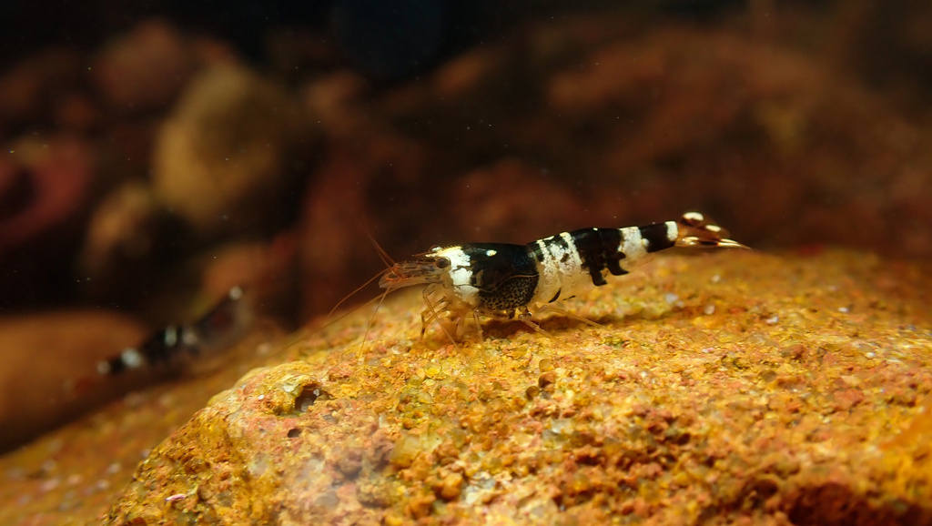 Crevette King Kong (Caridina logemanni)