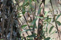 Cistothorus palustris