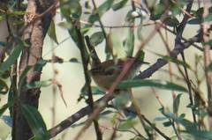 Cistothorus palustris