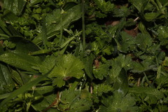 Capsella grandiflora