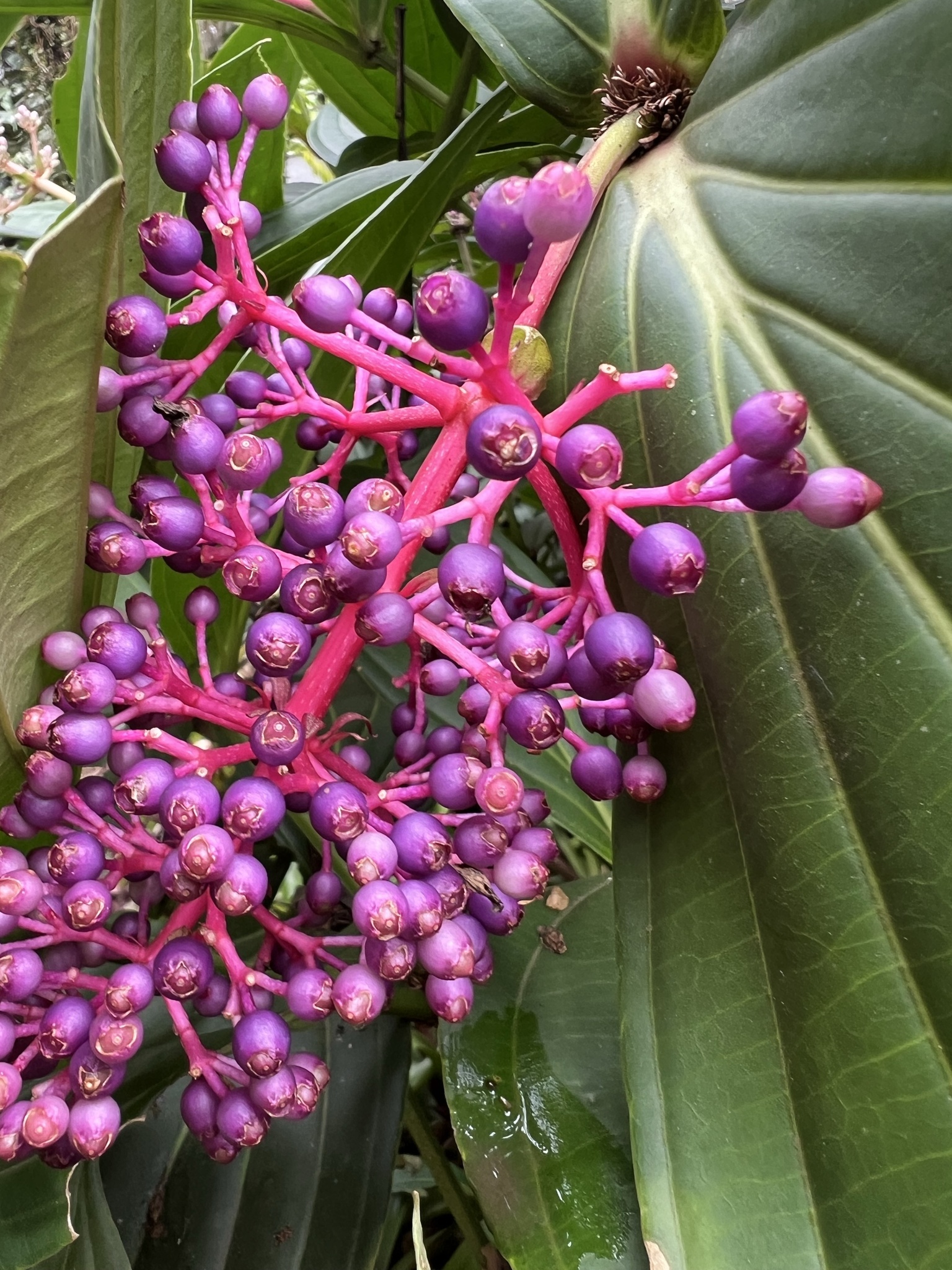 Medinilla formosana