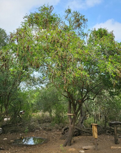 Texas Ebony (Ebenopsis ebano)