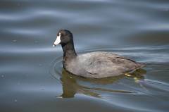 Fulica americana