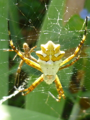 Argiope argentata