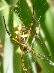 Argiope argentata
