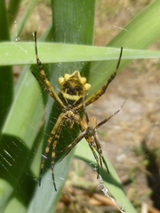 Argiope argentata