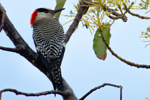 West Indian Woodpecker