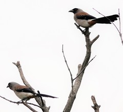 Dendrocitta formosae