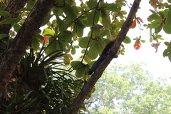 Callosciurus erythraeus