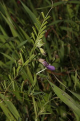 Vicia peregrina