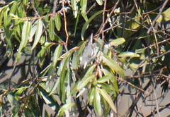 Setophaga nigrescens