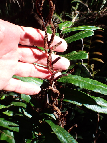 Hard Water-fern (Blechnum wattsii)