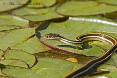 Thamnophis proximus orarius
