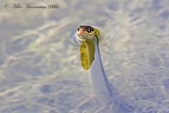 Thamnophis proximus orarius