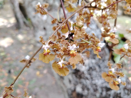 Pale Mule-Ear Orchid (Trichocentrum luridum)