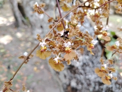 Trichocentrum luridum, photograph (c) josebarrientos, some rights reserved (CC BY)