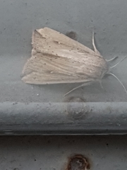Mythimna unipuncta
