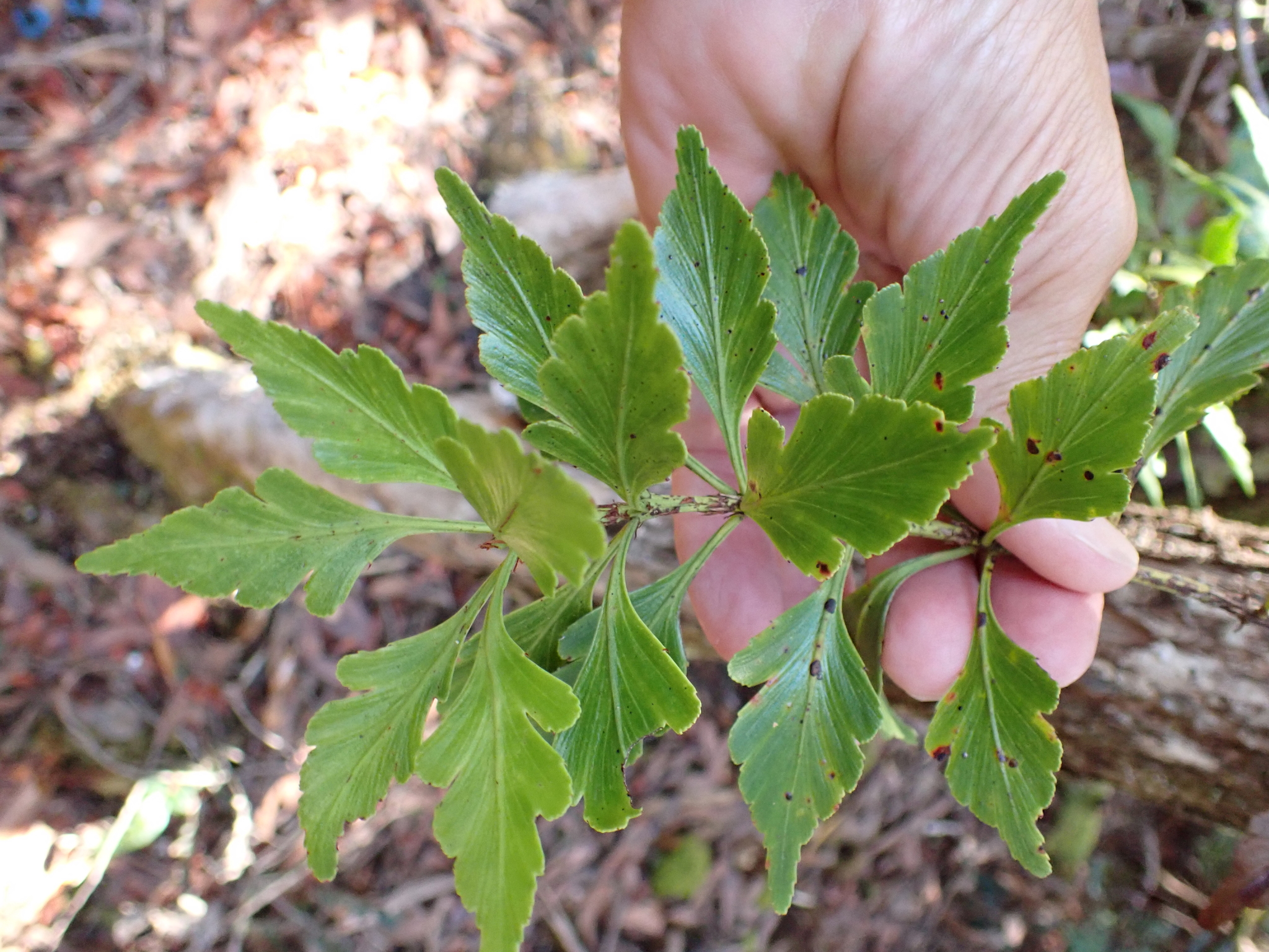 Celery-Top Pine (Phyllocladus aspleniifolius)