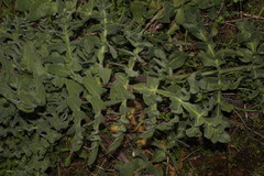 Opopanax hispidus