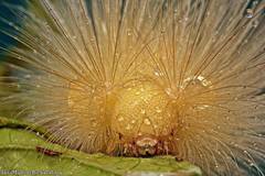 Calliteara horsfieldii