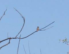 Saucerottia beryllina